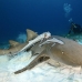 shark_nurse_bim_h_0076_bim0104.jpg